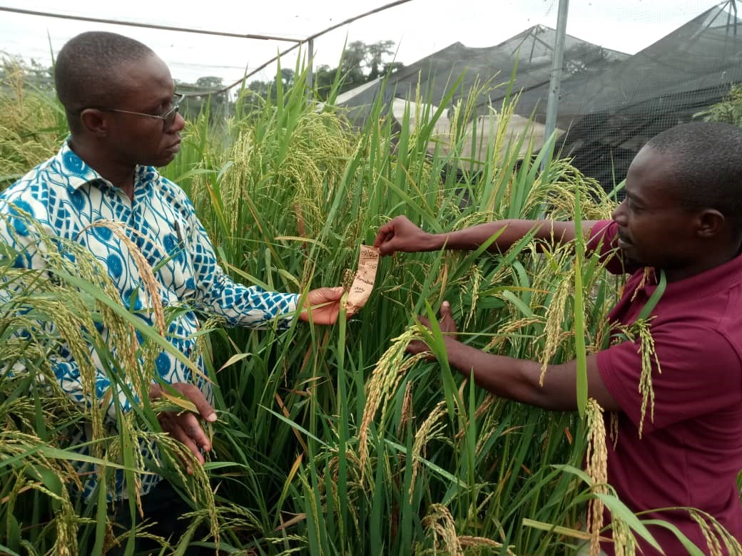 CSIR rice