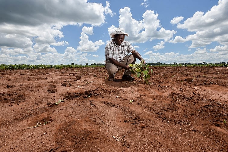 CIAT drought tolerant beans