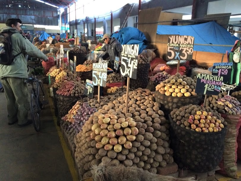 Potato market CIP