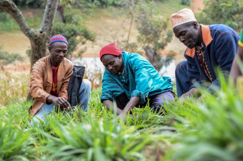 Farmers at a community plot testing different forages. Local livestock feed does not have the same nutritional value as improved varieties. Livestock farmers in the district of Lushoto, in the Tanga region of Tanzania, are finding ways of boosting their production and lowering their environmental impact by planting improved forages. Georgina Smith / CIAT