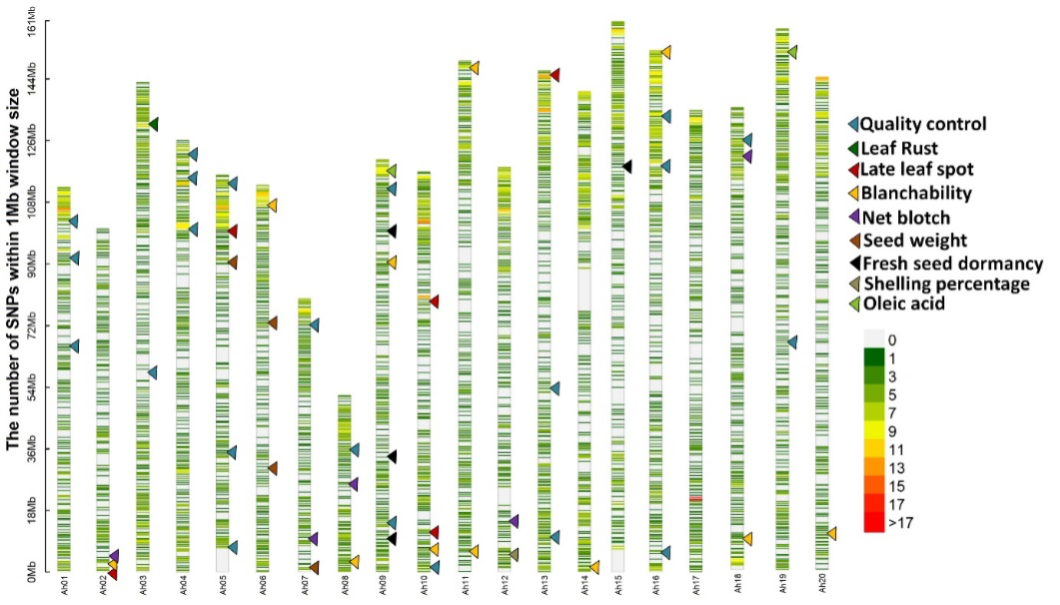 SNP density plot for 2500 SNPs in the Groundnut DArTag SNP panel (Source: Manish Pandey)