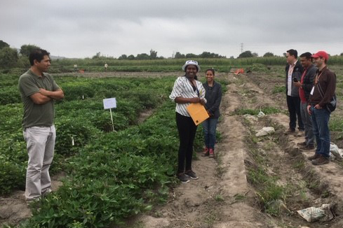 Photo: Dorcus Gemenet demonstrates sweet potato breeding trials at Lima, Peru