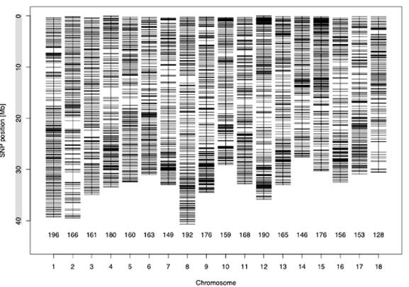 SNP marker distribution in the 3K‑CassCA SNP marker distribution in the 3K‑CassCA