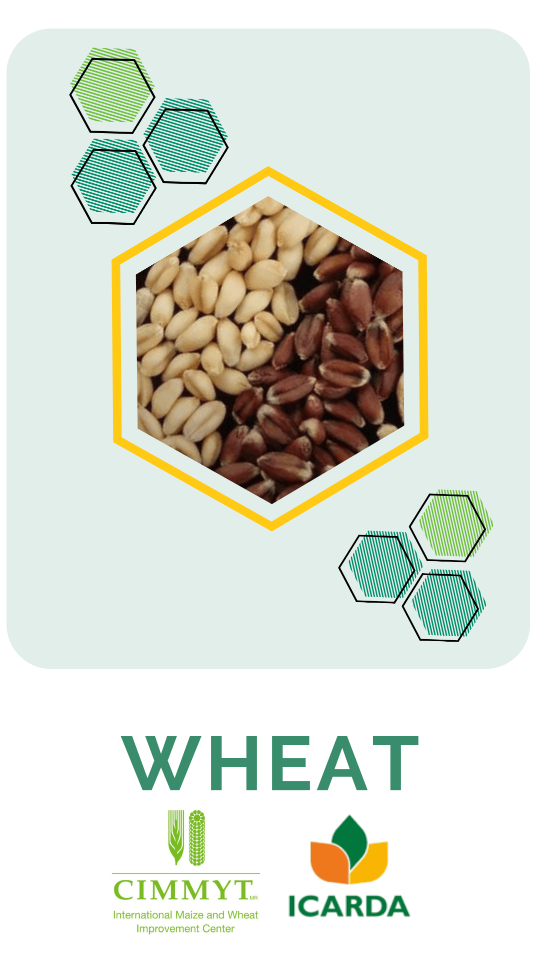 Wheat 25.06